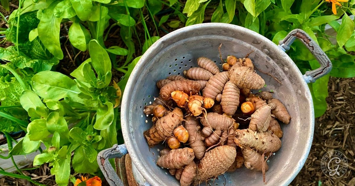 A metal colander filled with freshly harvested turmeric and ginger rhizomes sits among green leafy plants in a garden.