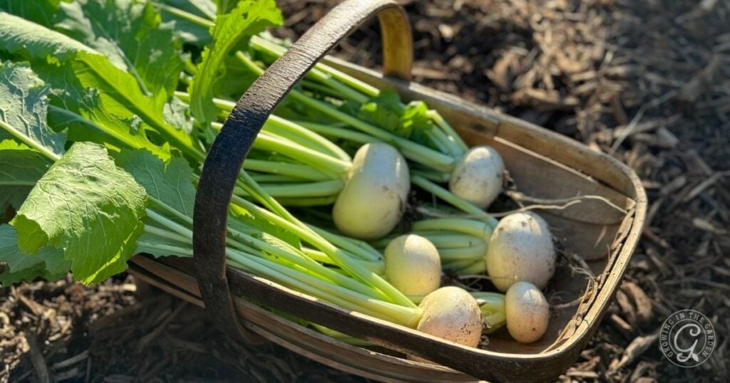 A basket filled with freshly harvested turnips, with green tops, sitting on soil in sunlight.