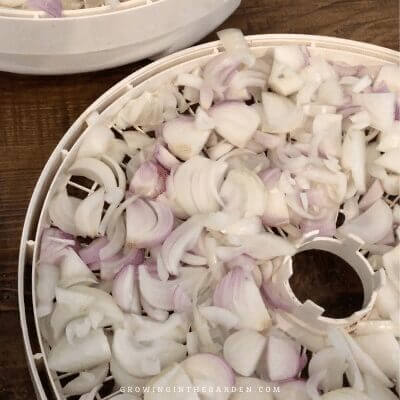 Onions on dehydrating trays