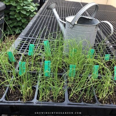 Multi-sown onions from seed