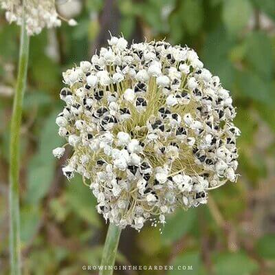 Onion flowers develop into seeds