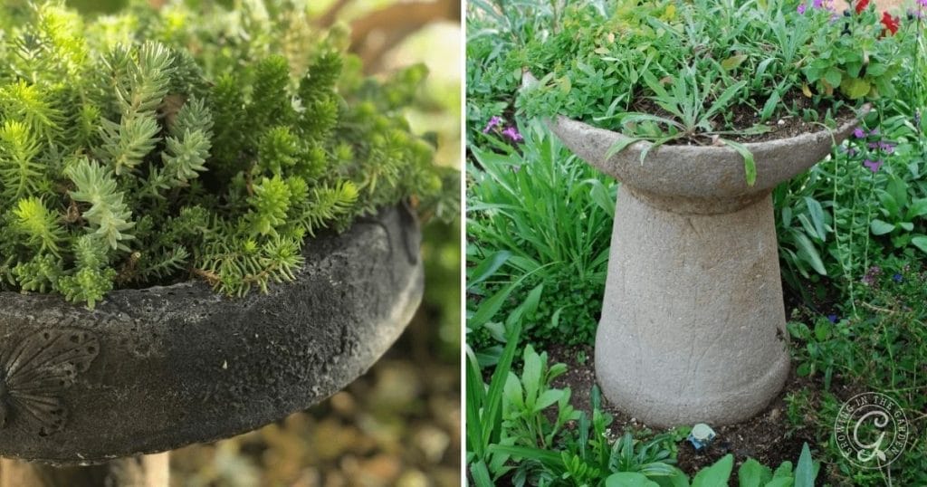 Use a bird bath as a container garden