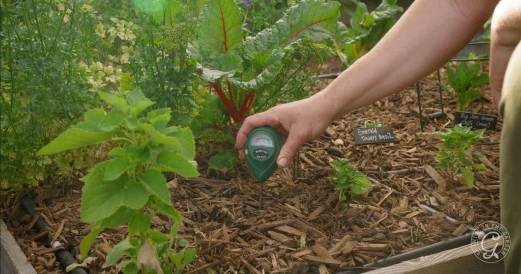 Use a moisture meter to check the soil