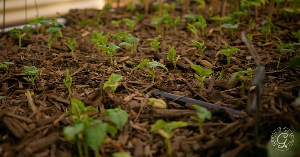 Use mulch when summer gardening