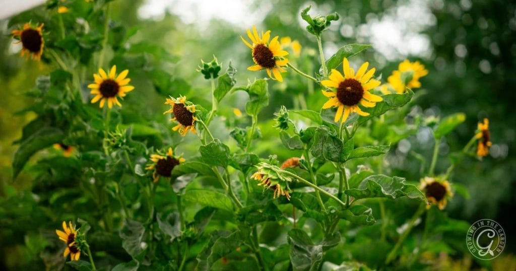 Use sunflowers to provide shade