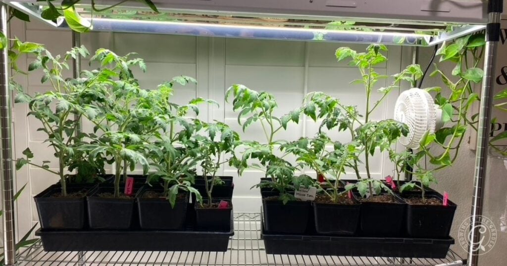 Using Grow Lights for Indoor Seed Starting