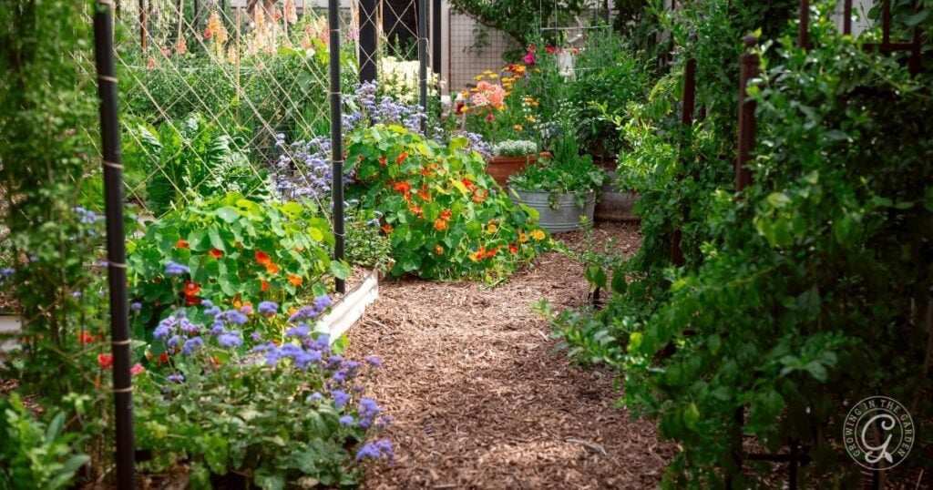 A garden path with lush green plants, colorful flowers, and wooden mulch on the ground showcases a beautiful backyard garden design.