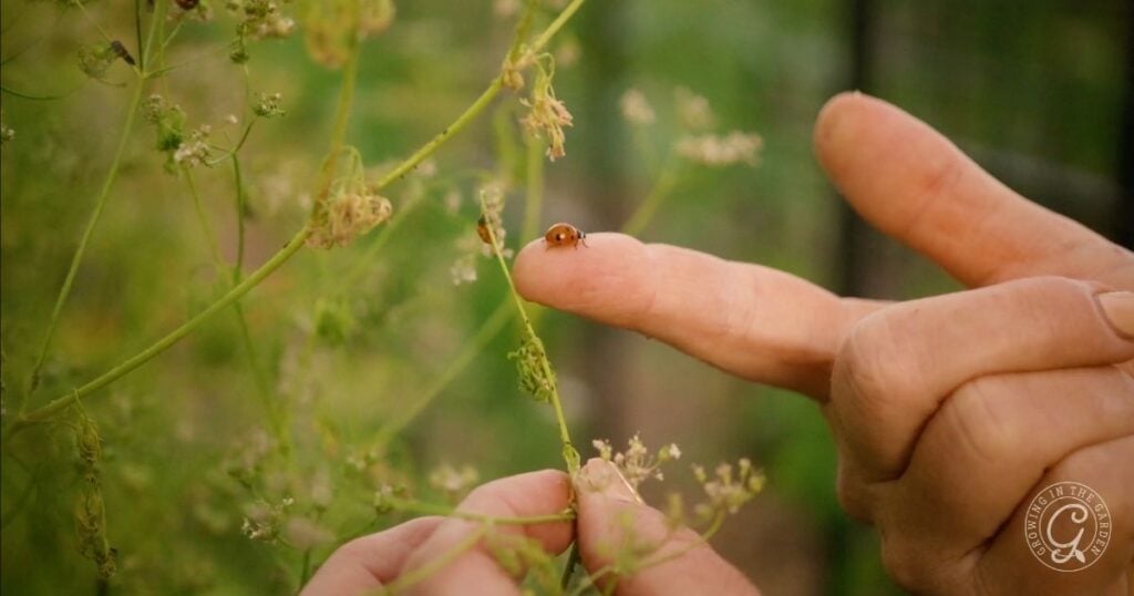 A ladybug sits on a persons fingertip near delicate green and white plants, a gentle reminder to avoid common vegetable gardening mistakes.