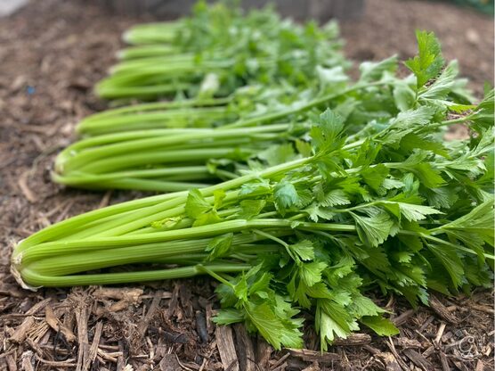 Utah Celery Seeds featured image