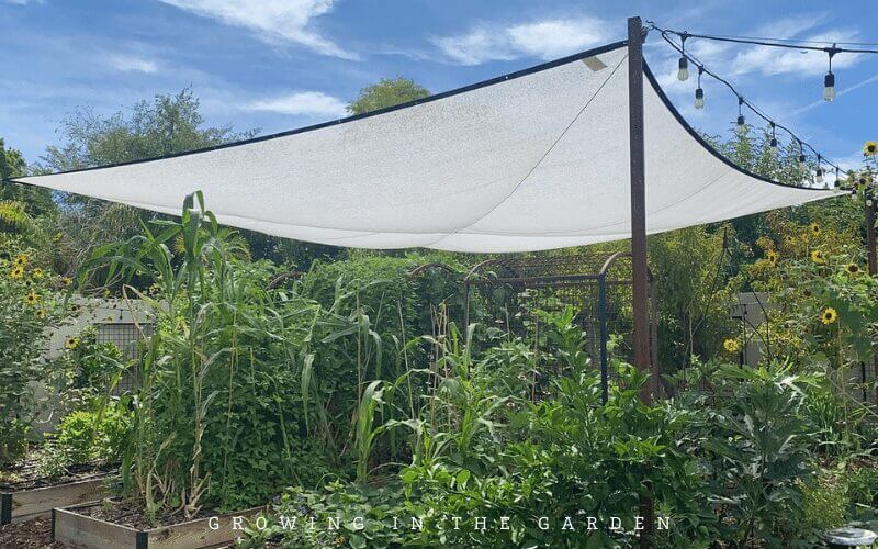 Notice in your yard which areas receive the most sun and shade during different seasons of the year. Learn the sun requirements and heat tolerance of different plants. Consider adding shade parts of the garden that need it during the hottest times of the year. Take advantage of the shade provided by larger plants to interplant different crops.