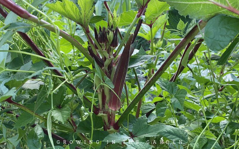 4. Select the appropriate varieties of vegetables when gardening in Arizona