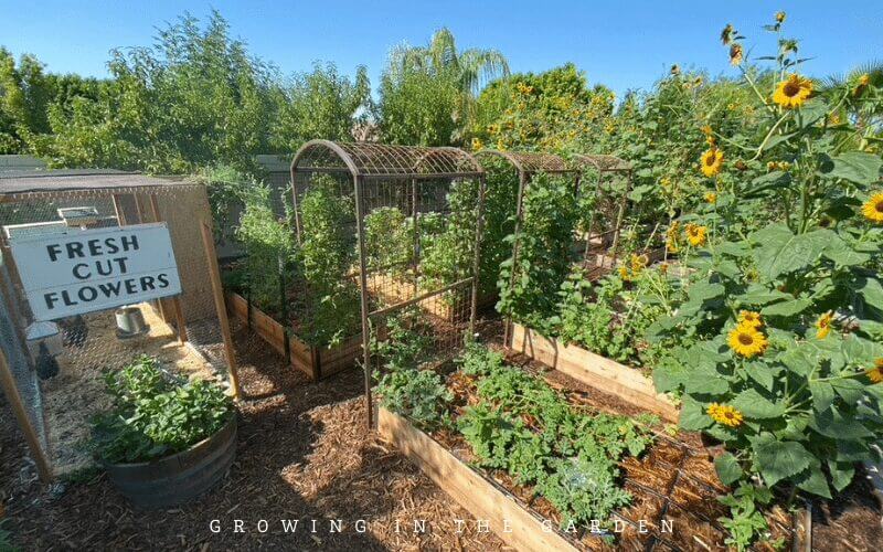 Vegetable gardens need at least 6 hours of sun to grow and thrive. We have an abundance of sun, but the type of sunlight we get varies.