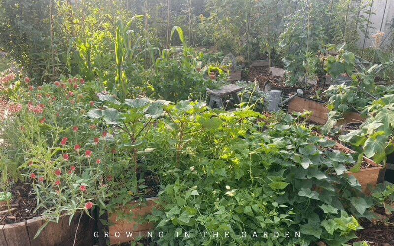 7 principles for successful vegetable gardening in Arizona: