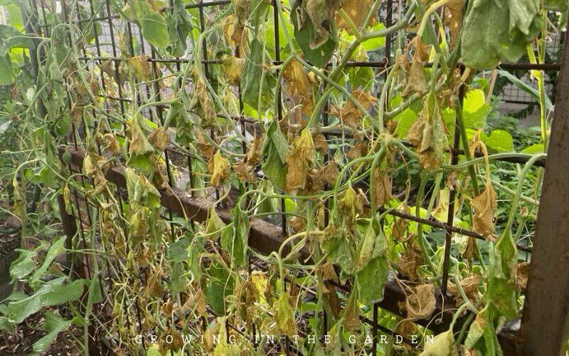 A few of the challenges of vegetable gardening in Arizona: