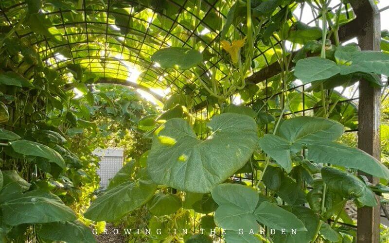 A few of the challenges of vegetable gardening in Arizona: