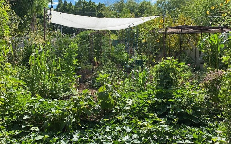 Notice in your yard which areas receive the most sun and shade during different seasons of the year. Learn the sun requirements and heat tolerance of different plants. Consider adding shade parts of the garden that need it during the hottest times of the year. Take advantage of the shade provided by larger plants to interplant different crops.