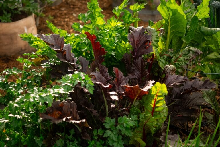 Vegetables, Herbs & Flowers That Grow in Shade: 5 Tips for Shade Gardening featured image