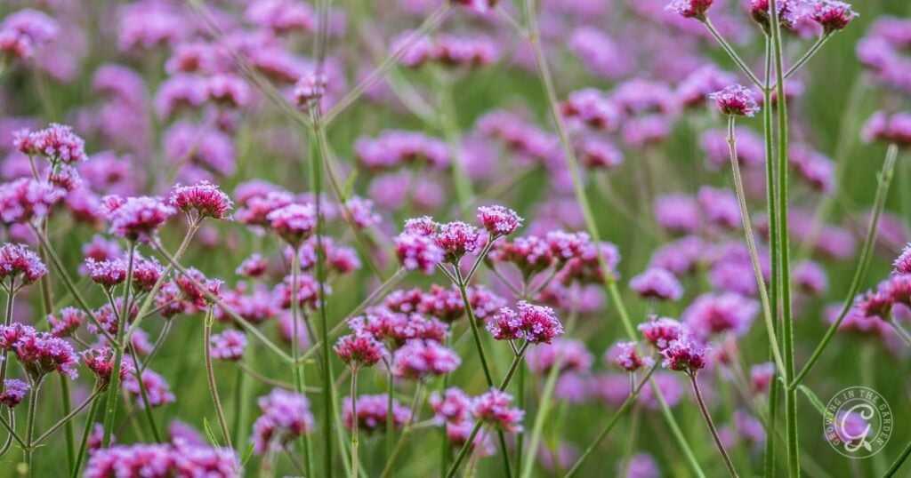 Clusters of tall, slender green stems with small, bright pink flowers growing in a field.