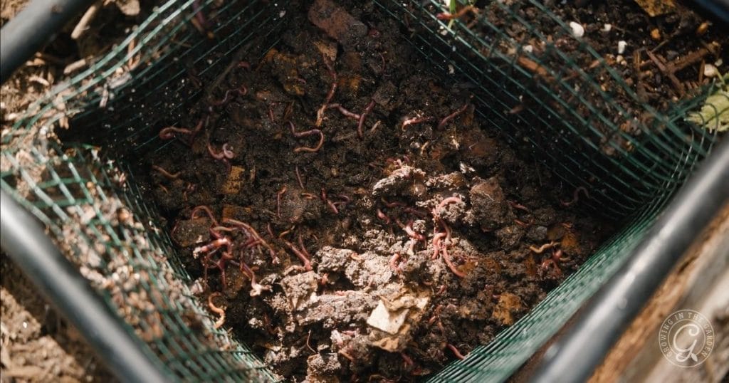 Vermicomposting Made Easy In-Bed Worm Composting