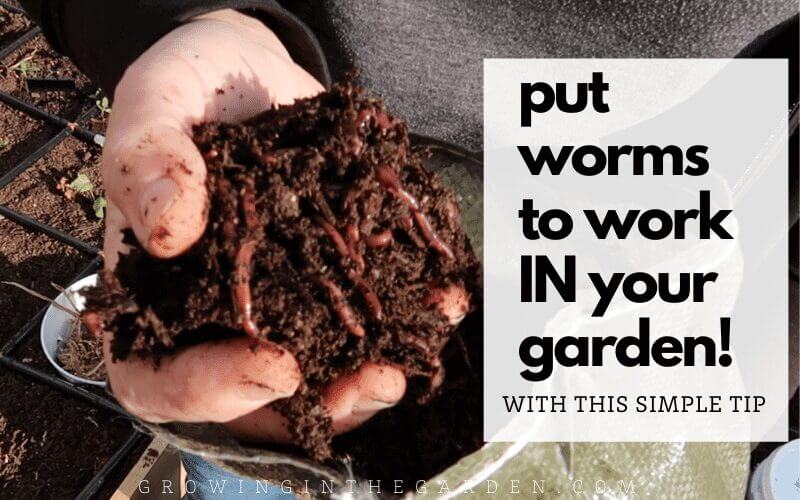 Vermicomposting Made Easy: In-Bed Worm Composting