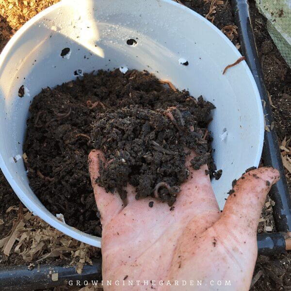 Vermicomposting Made Easy: In-Bed Worm Composting