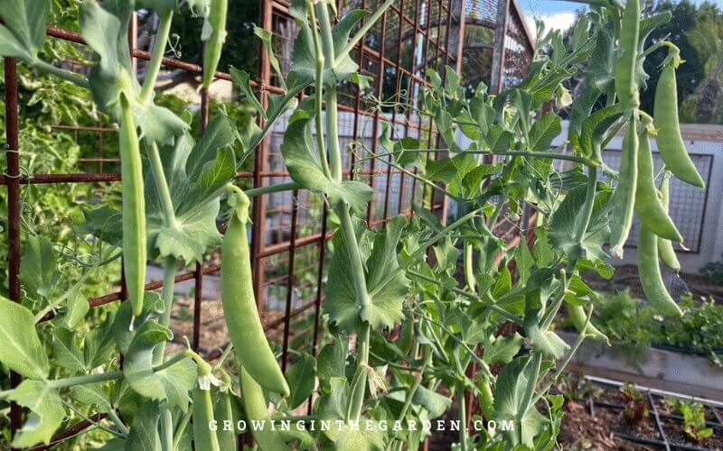 Use vertical space to have a successful Square Foot Garden