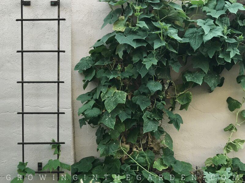 VERTICAL GARDENING IDEAS: HOW TO ADD VERTICAL SPACE TO YOUR GARDEN