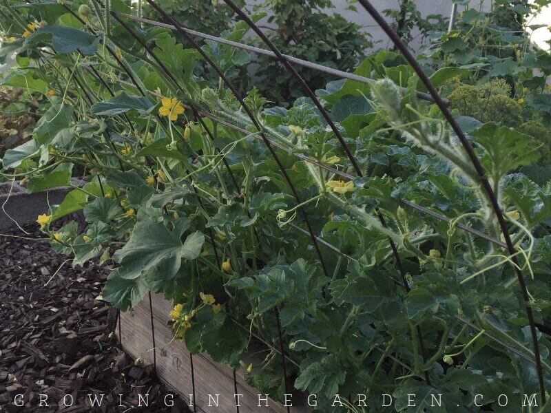 VERTICAL GARDENING IDEAS: HOW TO ADD VERTICAL SPACE TO YOUR GARDEN