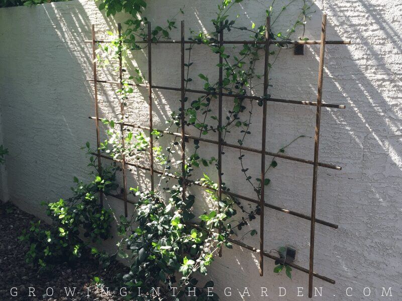 VERTICAL GARDENING IDEAS: HOW TO ADD VERTICAL SPACE TO YOUR GARDEN