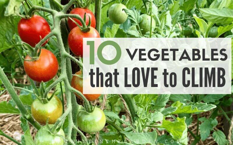 Vertical Gardening: 10 Vegetables that Love to Climb