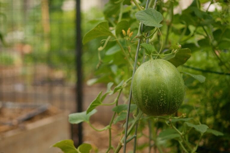 Vertical Gardening: 10 Vegetables that Love to Climb featured image
