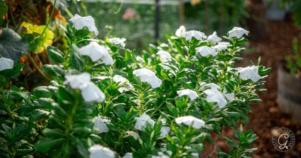 A cluster of white flowers that love hot summers, with dark green leaves growing in a garden bed, sunlight highlighting the vibrant plants.