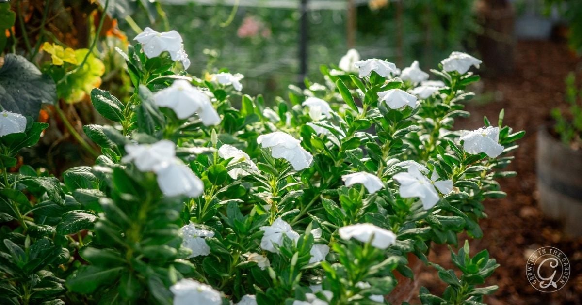 A cluster of white flowers that love hot summers, with dark green leaves growing in a garden bed, sunlight highlighting the vibrant plants.