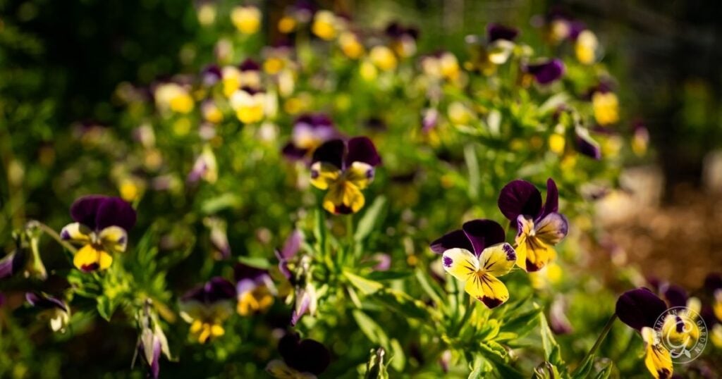 Yellow and purple pansy flowers in a sunlit garden with green leaves and a blurred background, perfect for brightening your landscape—see the Arizona Annual Flowers Planting Guide for tips on growing these vibrant blooms.