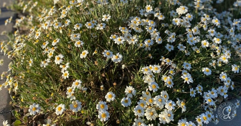 Blackfoot daisy