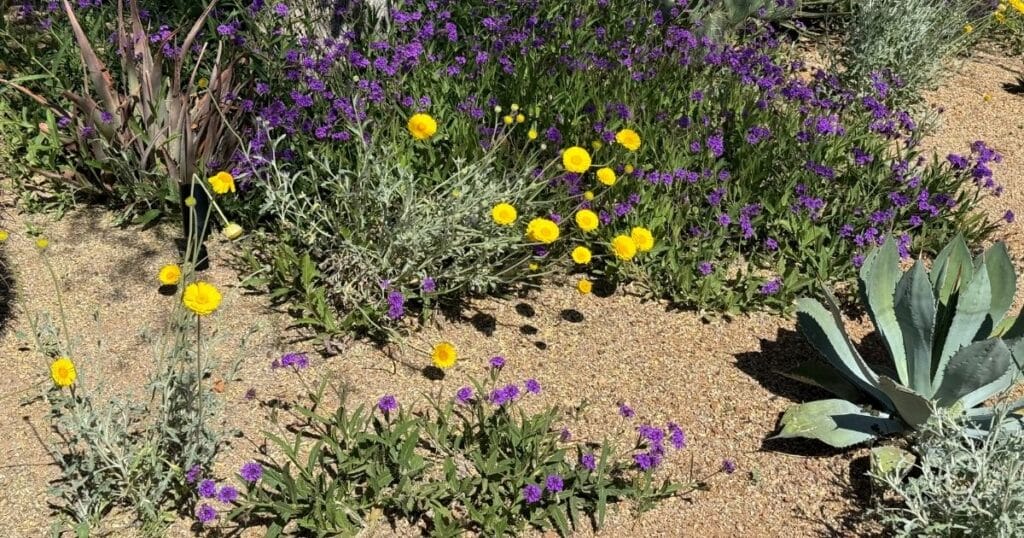 Drought-tolerant desert marigold and rigid verbena