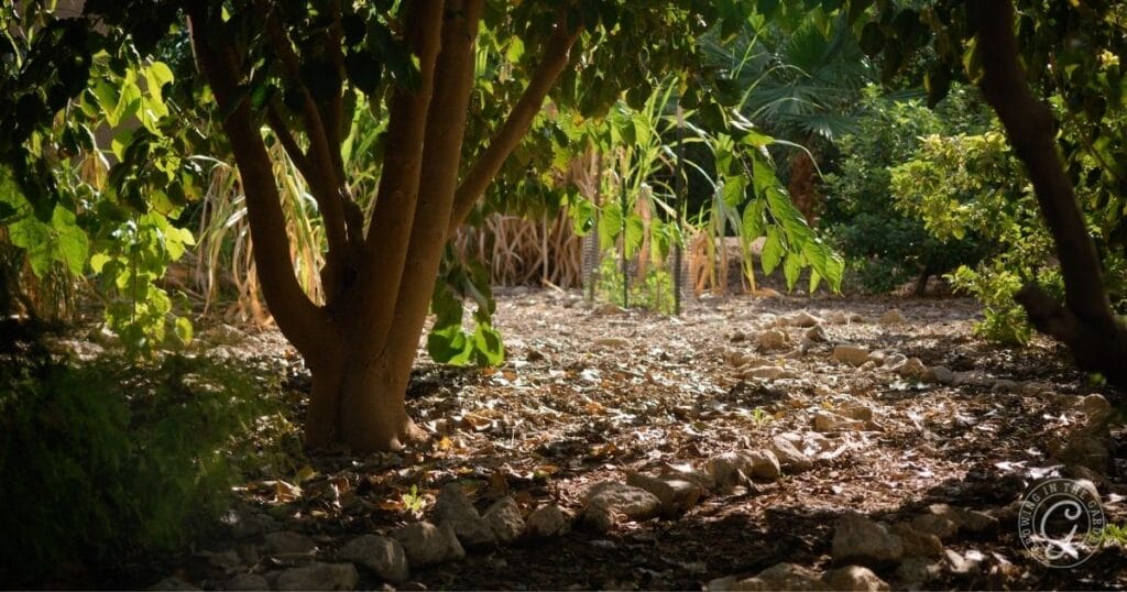 Create microclimates within your yard