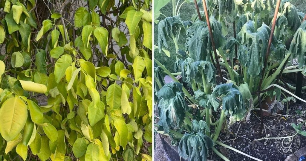 Water stress in plants