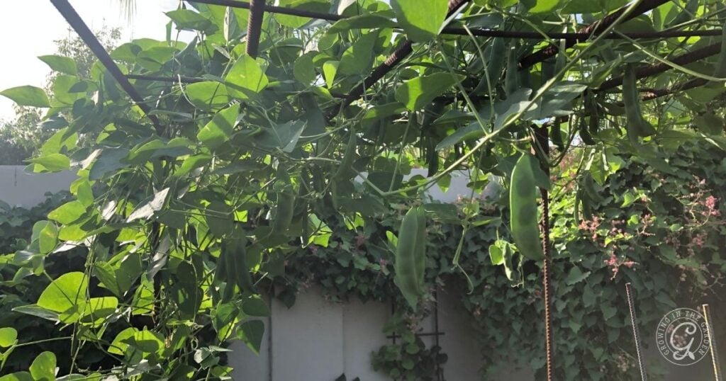Green vine with large leaves and several hanging pods growing on a trellis in a garden, showing how to grow lima beans successfully.