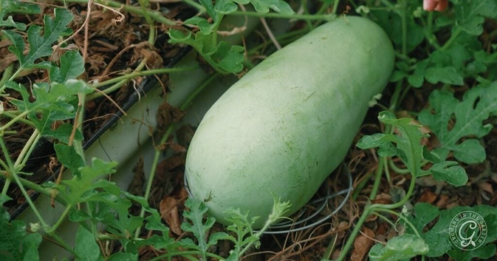 A large, light green watermelon growing on a vine among green leaves and brown stems.