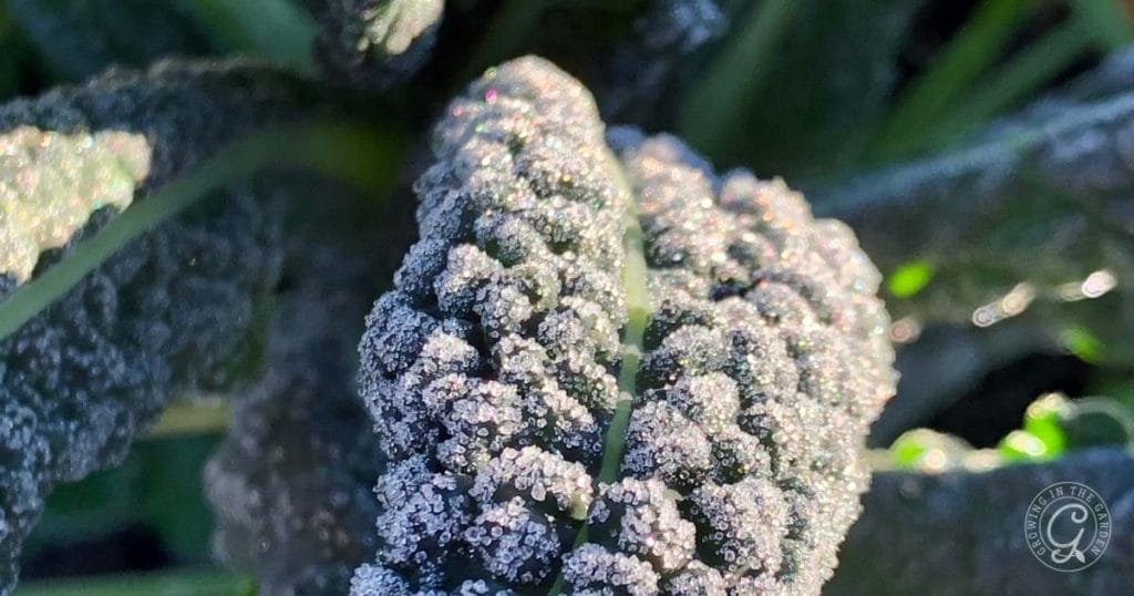 What to Cover in a Freeze and Which Plants Survive Frost