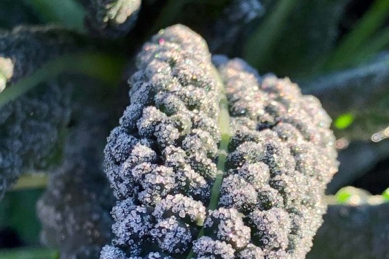 What to Cover in a Freeze: A Guide for Mild Winters featured image