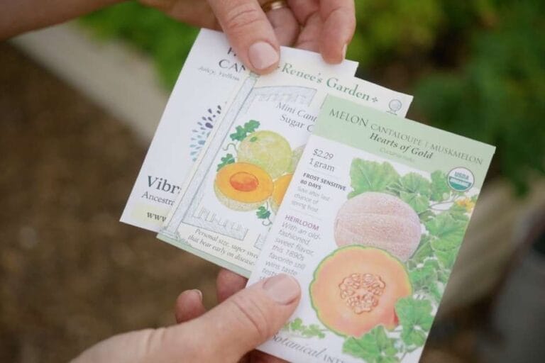 What to Plant in July in Arizona featured image