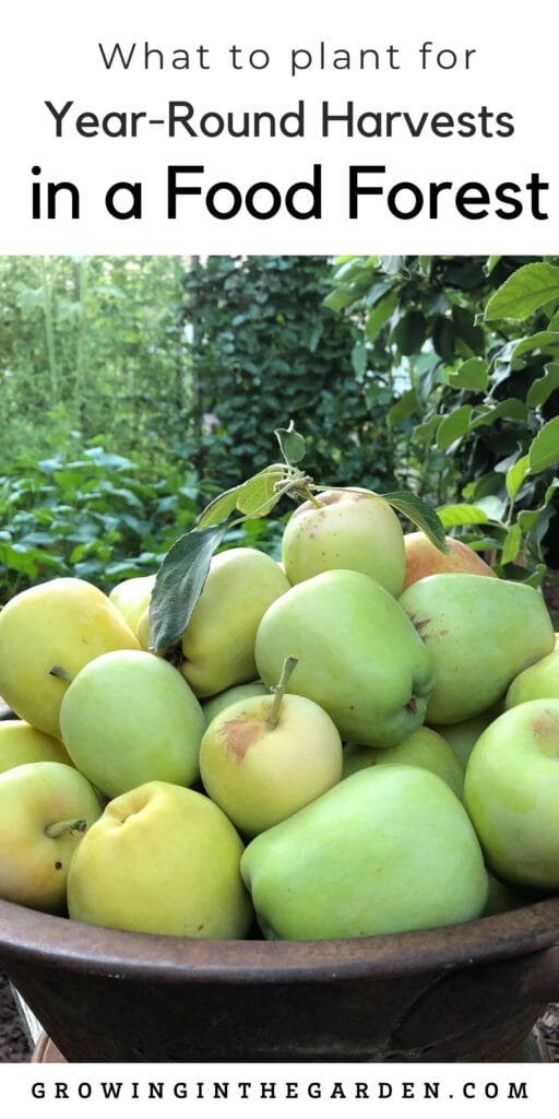 Grow a food forest and harvest fruit every day of the year. Learn what to plant for year-round fruit tree harvests in Arizona.