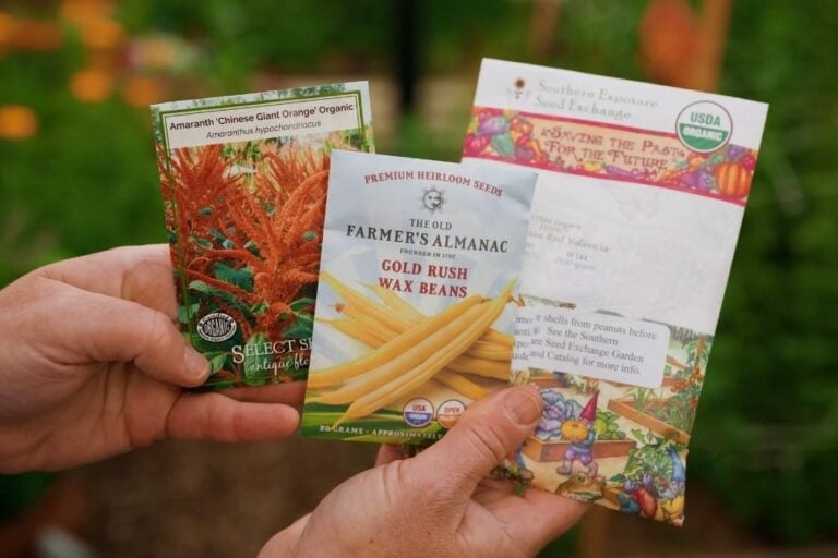 What to Plant in April in Arizona featured image