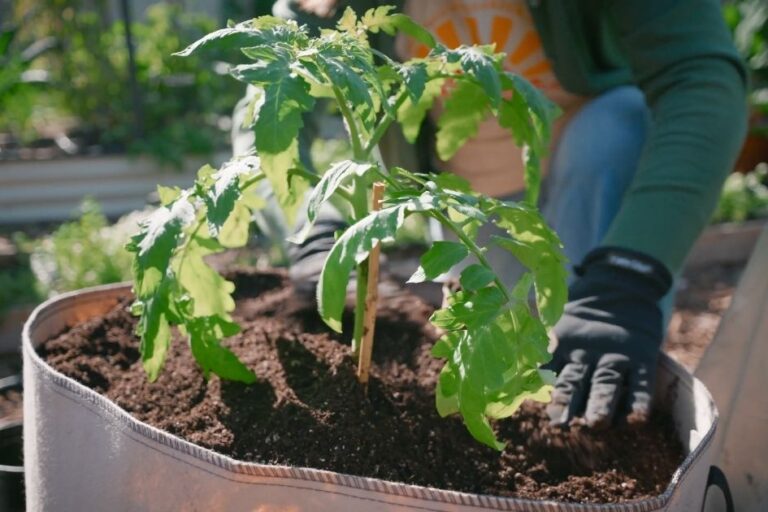 What to Plant in February in Arizona featured image