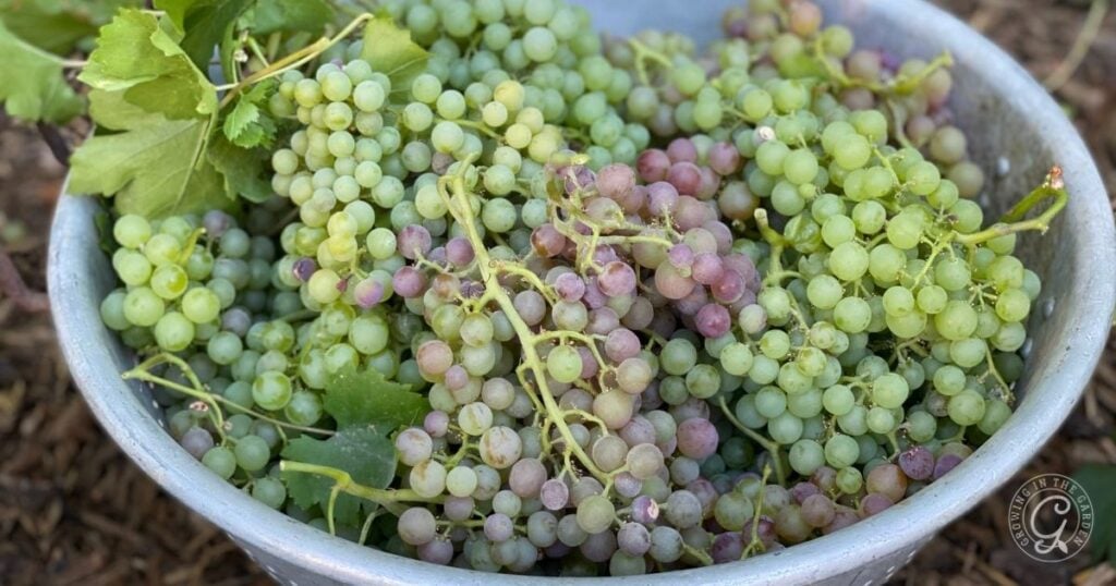 A metal bowl filled with freshly picked green and purple grapes, a delicious reminder of what to plant in June in Arizona for a fruitful harvest.