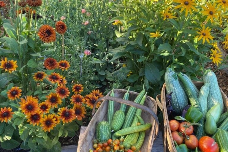 What to Plant in June in Arizona featured image