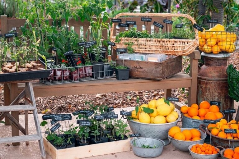 What to Plant in March in Arizona featured image