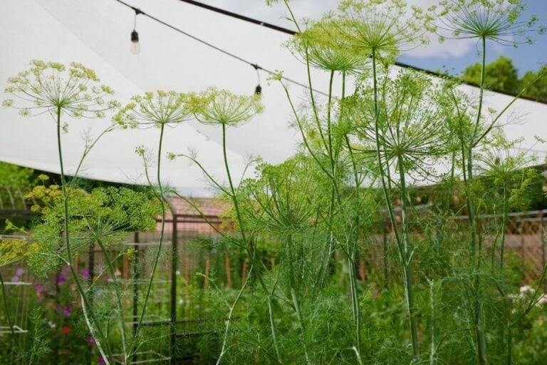 What to Plant in May in Arizona featured image